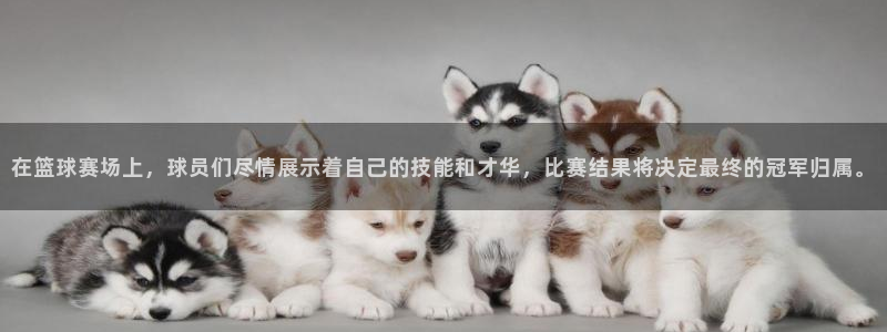 熊猫体育直播免费观看篮球：在篮球赛场上，球员们尽情展示着自己